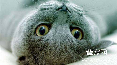 如何训练死性不改型的猫咪