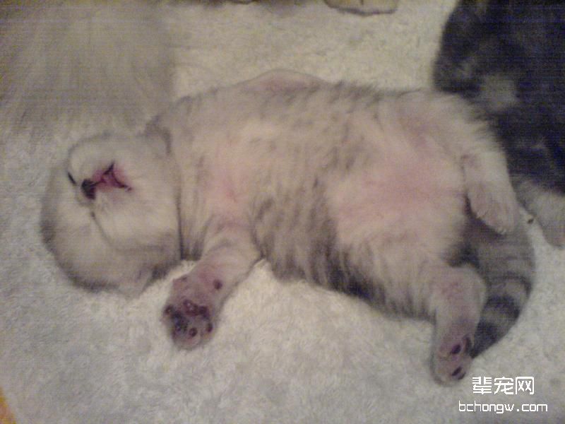 猫咪主人必修的猫咪肢体语言