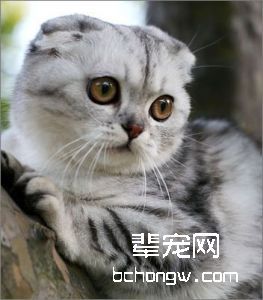 苏格兰折耳猫各种表情的含义