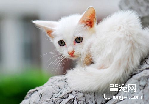 猫咪生活中的基础训练