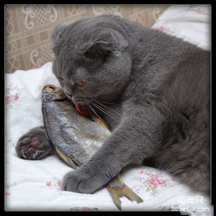 如何训练猫咪不吃蟑螂
