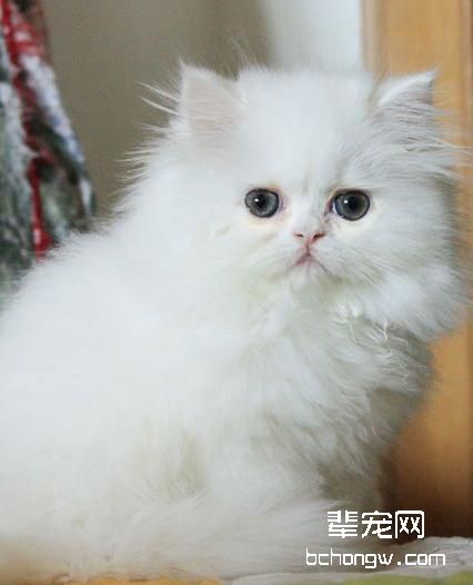 怎么让猫在固定地点睡觉
