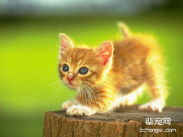掌握正确方法训练好你的猫咪