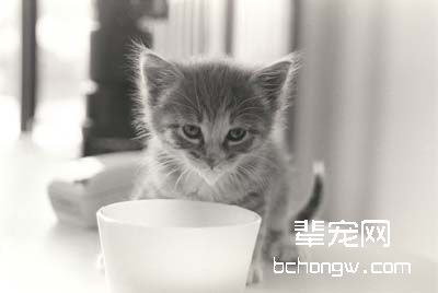 如何制止猫咪乱捡东西吃