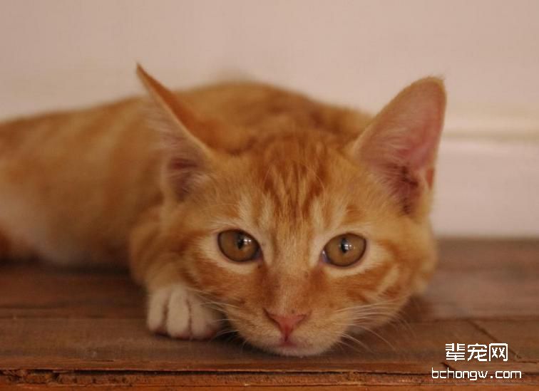 如何与心爱的猫咪亲吻