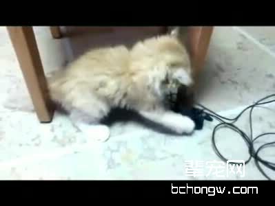 如何制止爱玩电线的猫咪