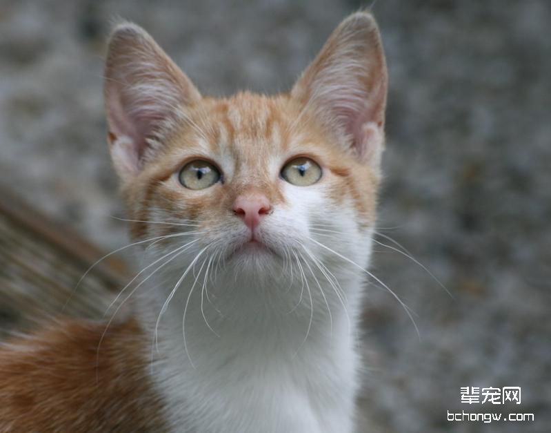 猫咪户外运动之游泳训练