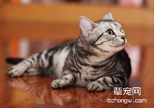 如何正确接触猫咪
