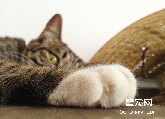 猫咪为什么喜欢磨爪