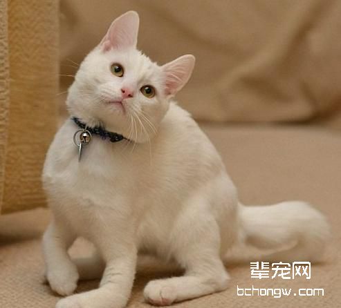 如何让猫咪学会接食物