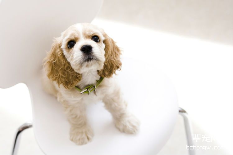 可卡犬怎么洗澡