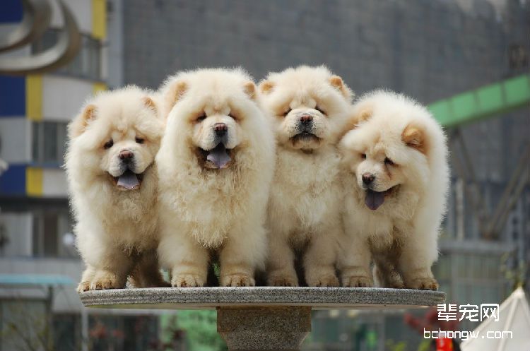 松狮犬怎么看纯不纯