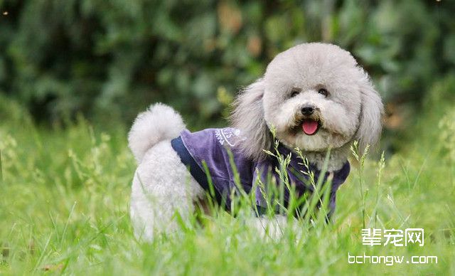 贵宾犬便秘怎么办