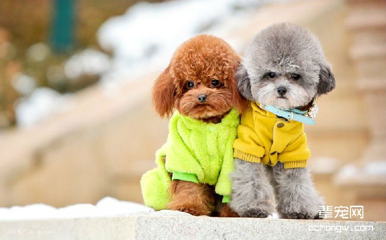 怎么给贵宾犬打理毛发