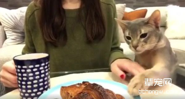 我最爱的可颂....眼睁睁看奴才完食　阿比西尼亚猫心碎