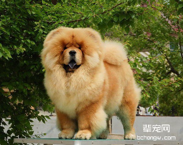挑选出一只健康的松狮
