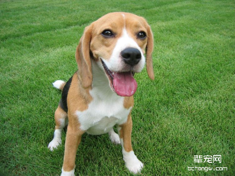 比格犬的养护知识