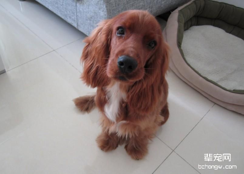 没断奶小可卡犬该如何养