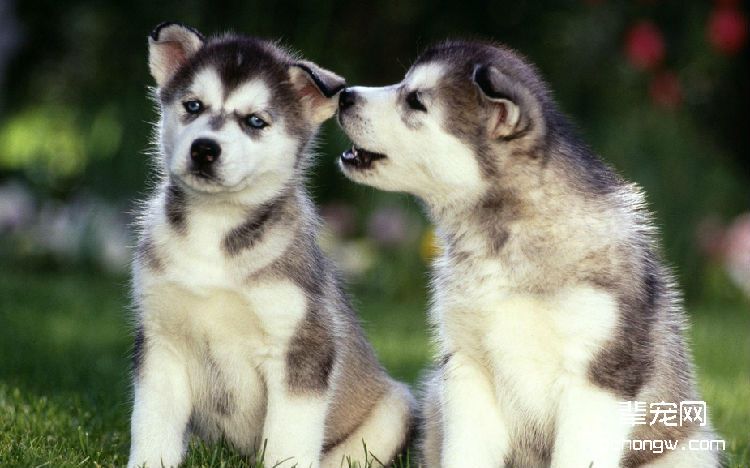 哈士奇幼犬喂养时注意