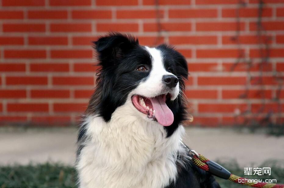 边境牧羊犬怎么美容 好饲养吗