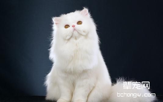 暹罗猫患疥螨猫耳螨虫病怎么办