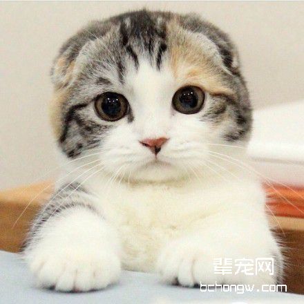 如何预防苏格兰折耳猫皮肤病？折耳猫得了皮肤病怎么办