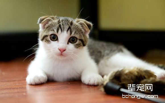 苏格兰折耳猫心肌病防治