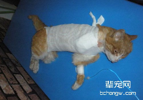 给猫咪换药的方法及注意事项