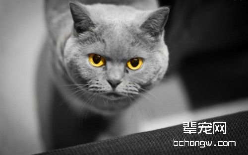 三种常见的猫咪皮肤病