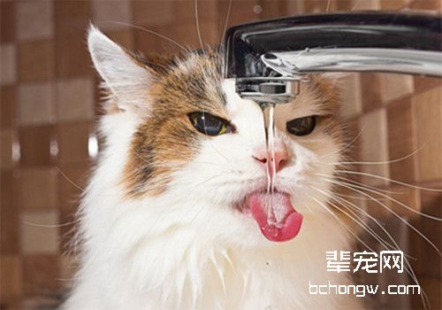 夏季给猫咪补水的重要性
