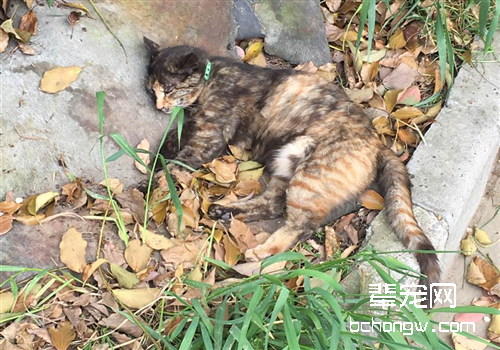 猫营养性腹水的治疗