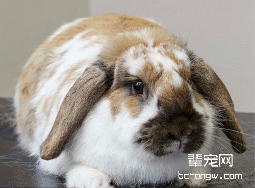 宠物致死原因  肥胖症占首位
