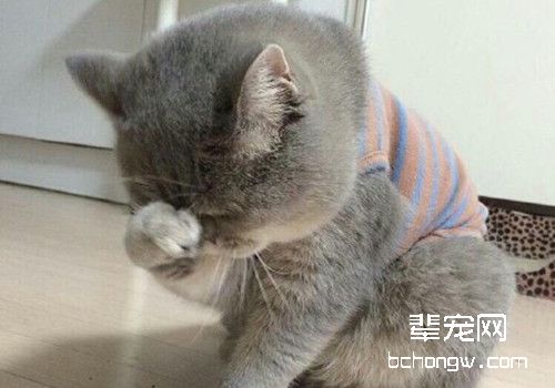 猫咪总是流眼泪？