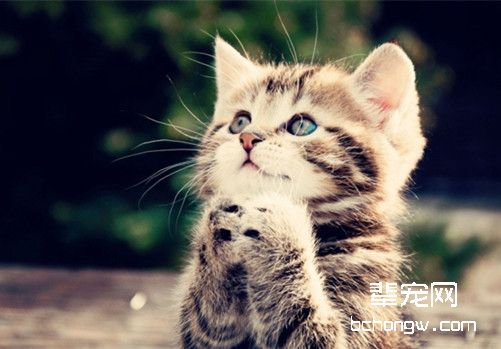 猫咪耳朵大面积掉毛怎么办？