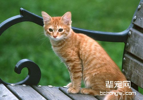 动物医院的全自动分析仪有哪些部分组成？
