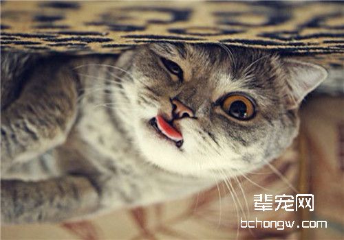 毛球症会引起猫咪死亡吗？