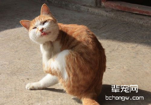 猫咪牙龈出血怎么办？