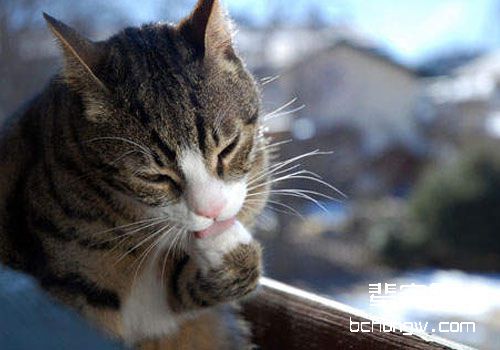 怎么防止猫的毛球症