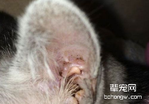 猫咪耳朵发臭是什么原因？