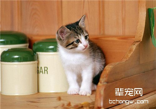 化毛膏和猫草对毛球症的作用