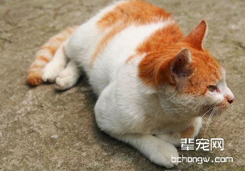 维生素D与猫咪健康