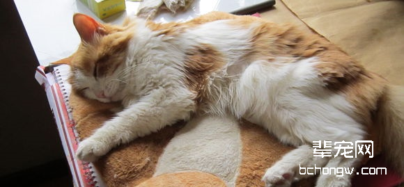 猫糖尿病诊断与治疗