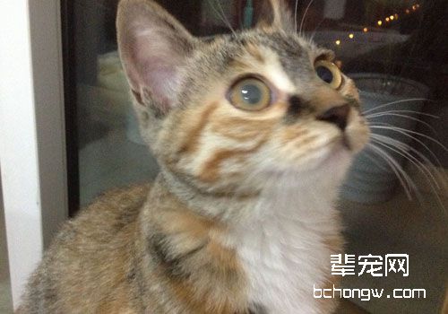 猫咪眼睛浑浊是什么原因？该怎么办？