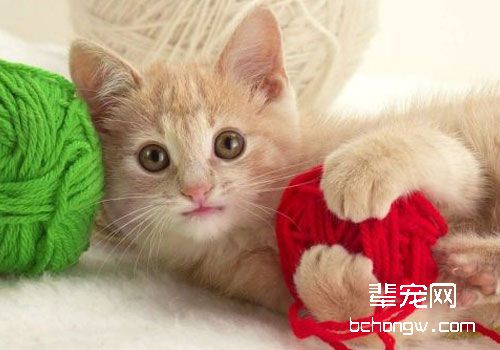 猫咪口腔溃烂是什么原因，该怎么办？
