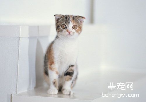 猫咪打呼噜的声音大该怎么办？