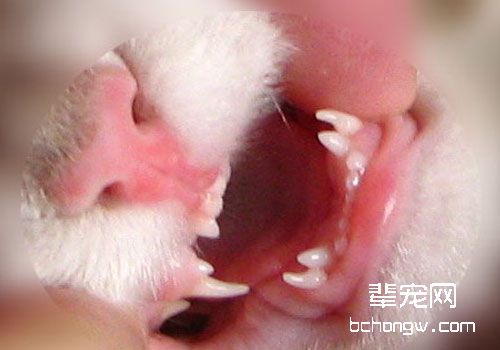 猫咪掉牙是什么原因？该怎么办？