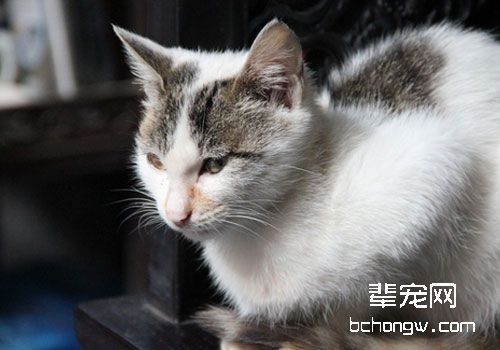 两大方面让猫咪免除寄生虫的侵害