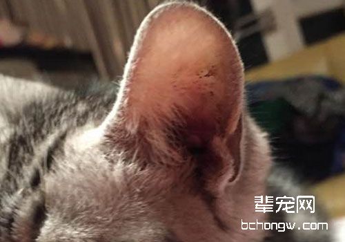 猫咪为什么不喜欢别人碰他耳朵？