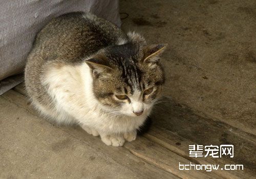 维生素A与猫咪健康