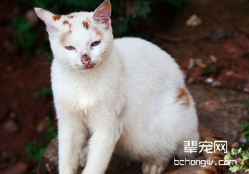 猫咪身上有皮屑是什么原因？怎么办？